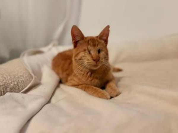 Unser besonderes Katzenseelchen Samson