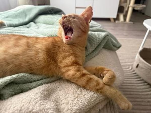 Unser besonderes Katzenseelchen Samson