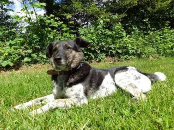 TOMMY sucht liebevolles Zuhause