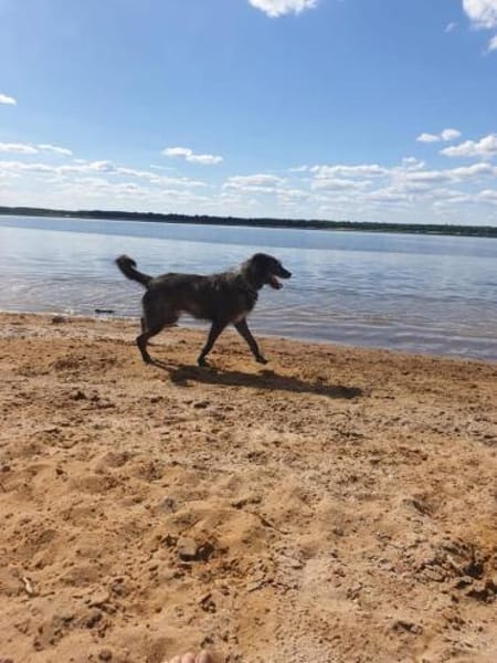 Verschmuster Murphy sucht ein Zuhause