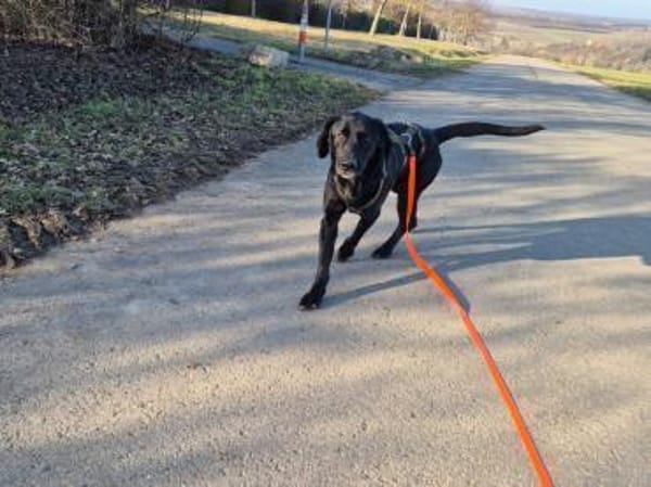 junger Haso sucht eine liebe Familie