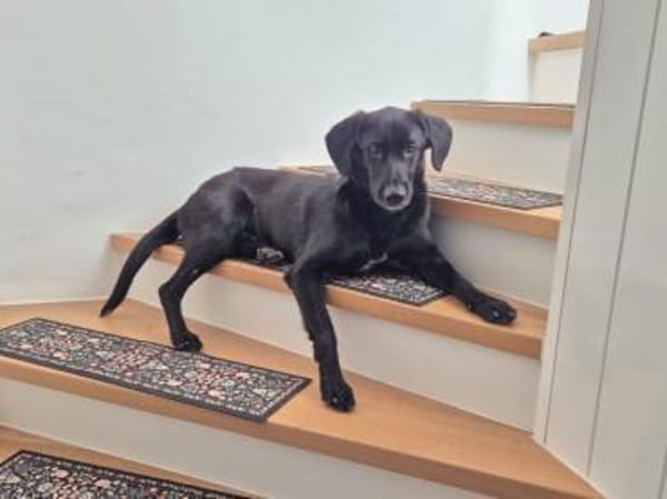 junger Haso sucht eine liebe Familie