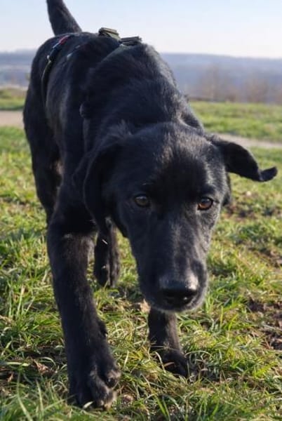 junger Haso sucht eine liebe Familie