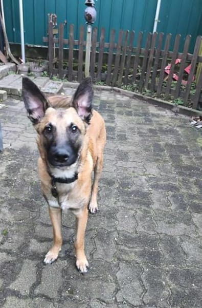 Bongo Malinois Mischling Rüde jung aktiv