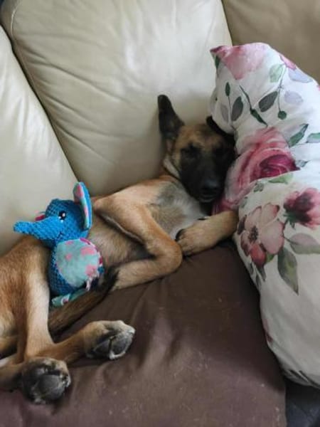 Bongo Malinois Mischling Rüde jung aktiv