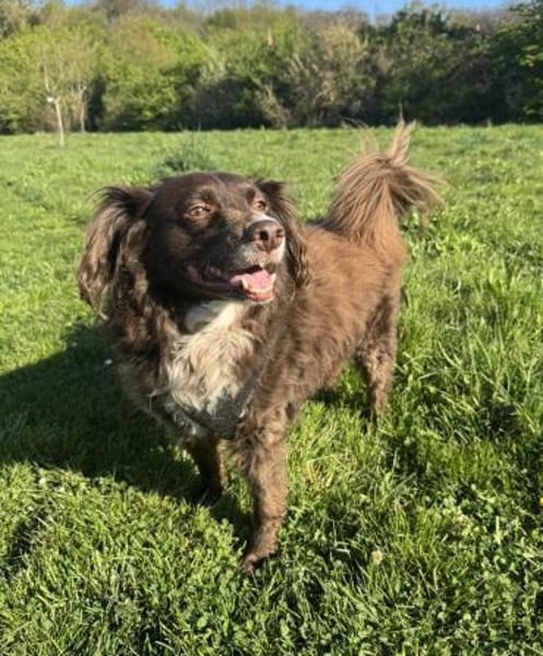 Schüchterner Milo sucht Familie