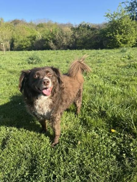 Schüchterner Milo sucht Familie