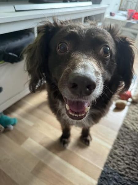 Schüchterner Milo sucht Familie