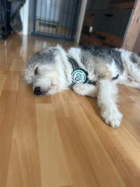 Amelio sucht sein Für- immer Zuhause...