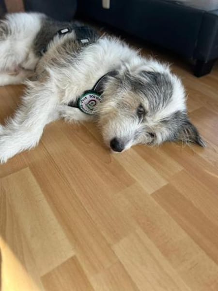 Amelio sucht sein Für- immer Zuhause...