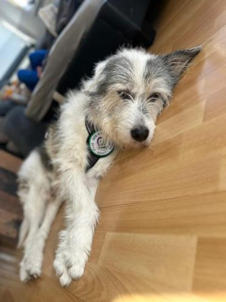 Amelio sucht sein Für- immer Zuhause...