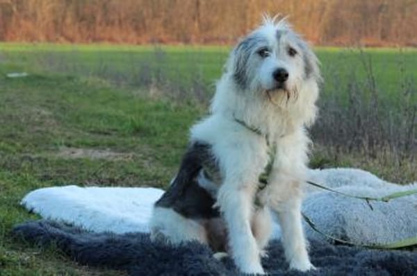 Amelio sucht sein Für- immer Zuhause...