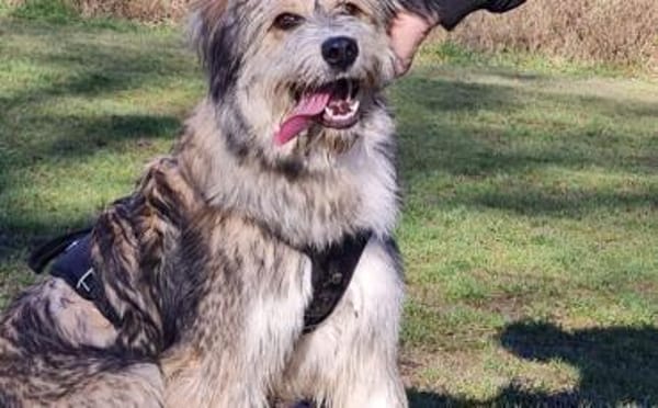 Wird Ronja deine treue Begleiterin?