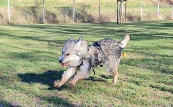 Wird Ronja deine treue Begleiterin?