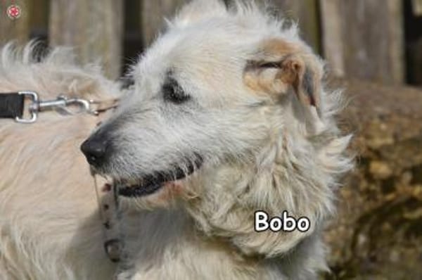 BOBO