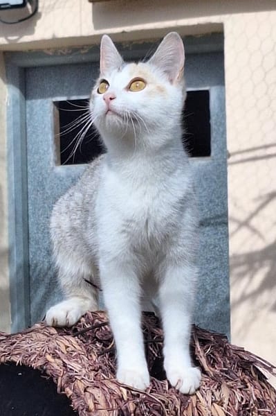 Süße Katzenschwestern Alaska und Nevada