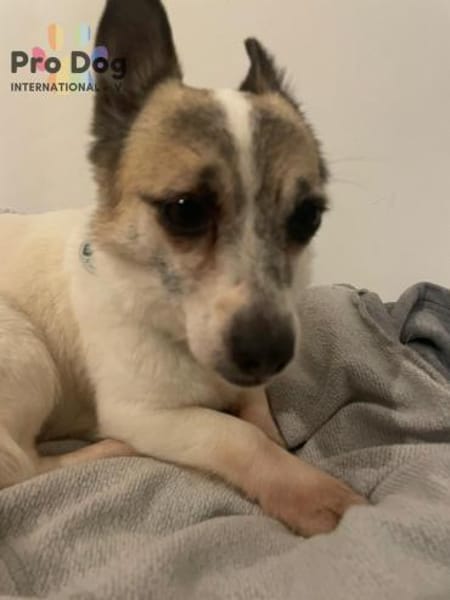 Tilda auf Pflegestelle