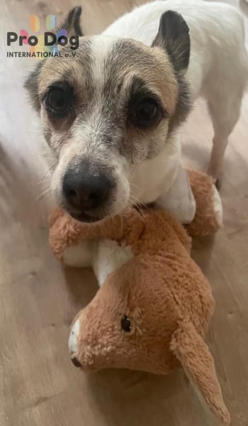 Tilda auf Pflegestelle