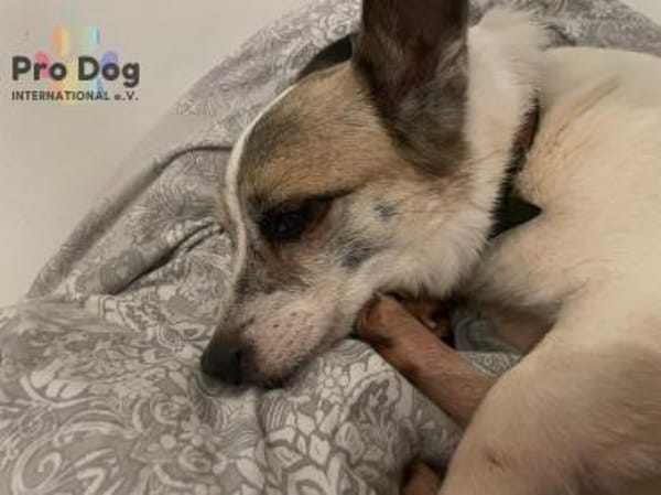 Tilda auf Pflegestelle