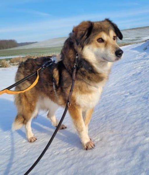 NARIN * Charmant & sanft