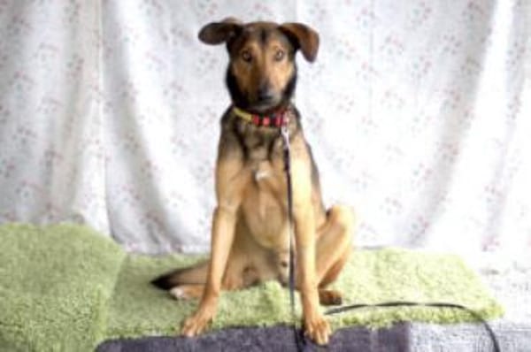 ARIS - lebenslustig&lernfreudig