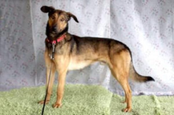 ARIS - lebenslustig&lernfreudig