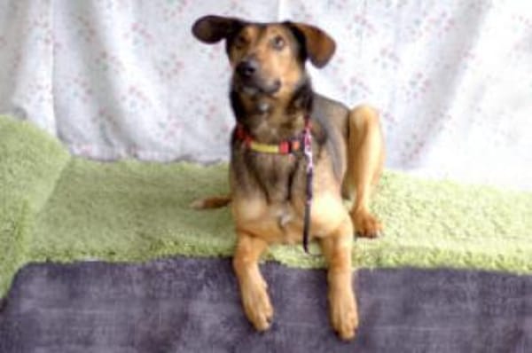 ARIS - lebenslustig&lernfreudig