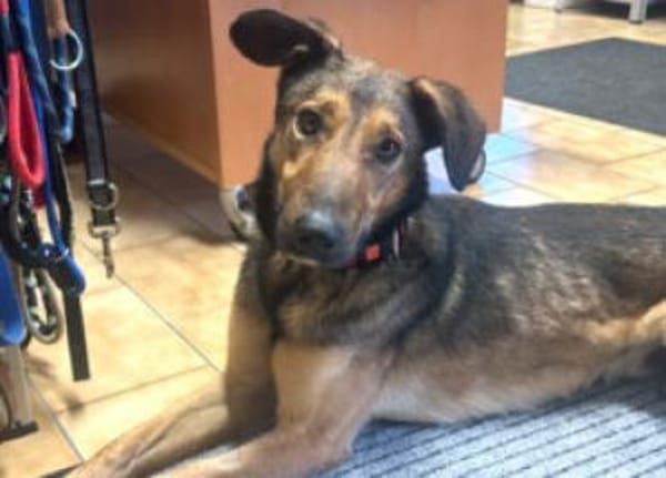 ARIS - lebenslustig&lernfreudig