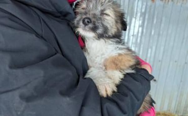 Booster wartet auf sein Für-Immer-Zuhaus