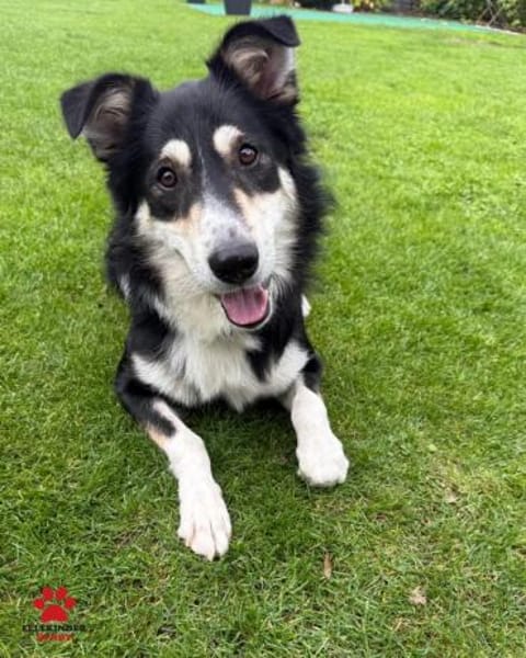 Cuby Border Collie Mischling Rüde