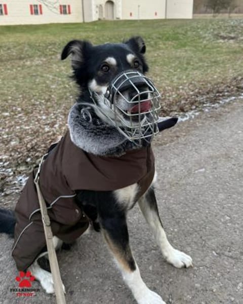 Cuby Border Collie Mischling Rüde