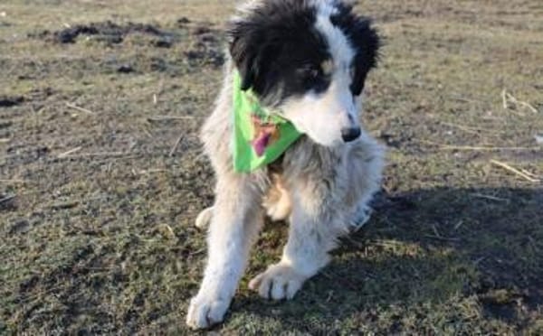 Ein Platz zum Heilen gesucht für Remus