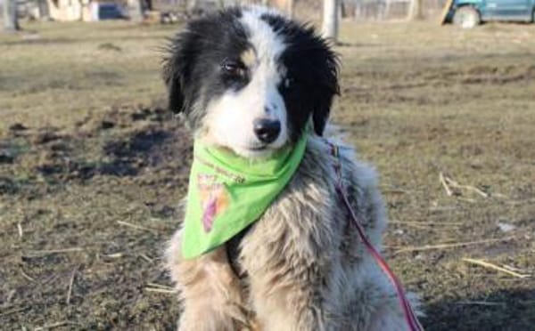 Ein Platz zum Heilen gesucht für Remus