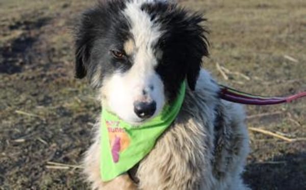 Ein Platz zum Heilen gesucht für Remus