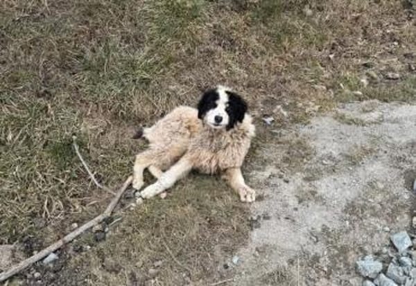 Ein Platz zum Heilen gesucht für Remus