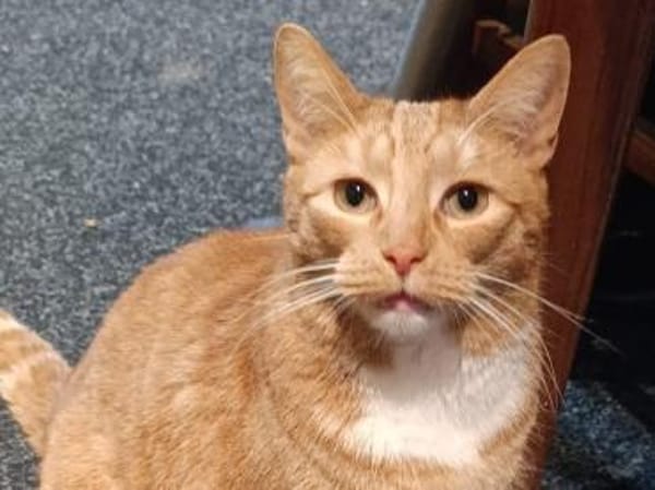 Katzen und Kater aus dem Tierschutz