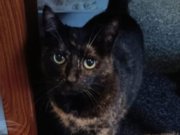 Katzen und Kater aus dem Tierschutz