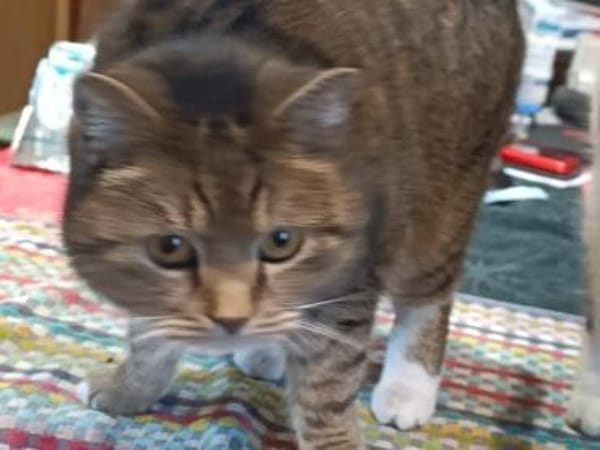 Katzen und Kater aus dem Tierschutz