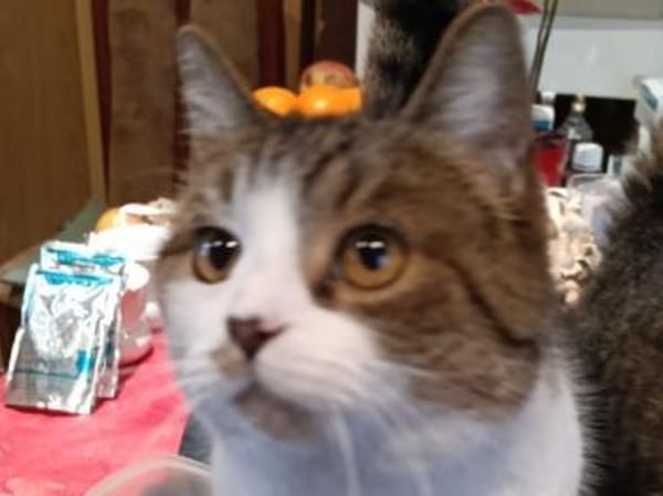 Katzen und Kater aus dem Tierschutz