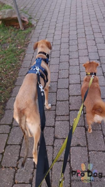 Romy auf Pflegestelle