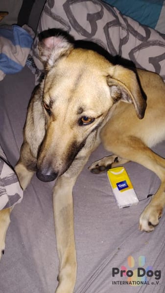 Romy auf Pflegestelle