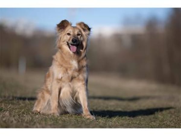 Aaron - wartet in 99427 Weimar