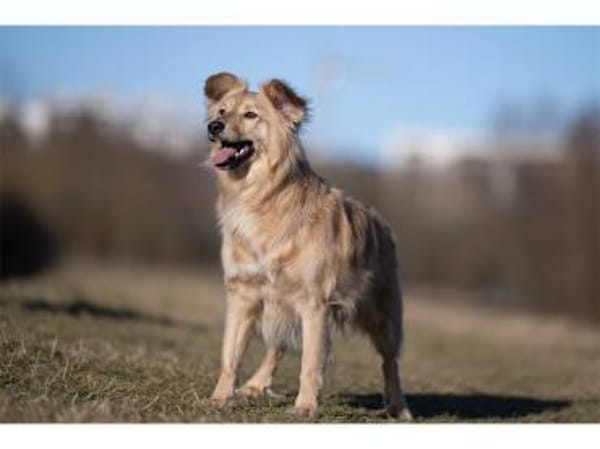 Aaron - wartet in 99427 Weimar