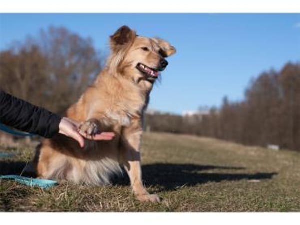 Aaron - wartet in 99427 Weimar