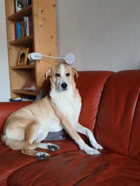 Jas - suche souveräne Partner