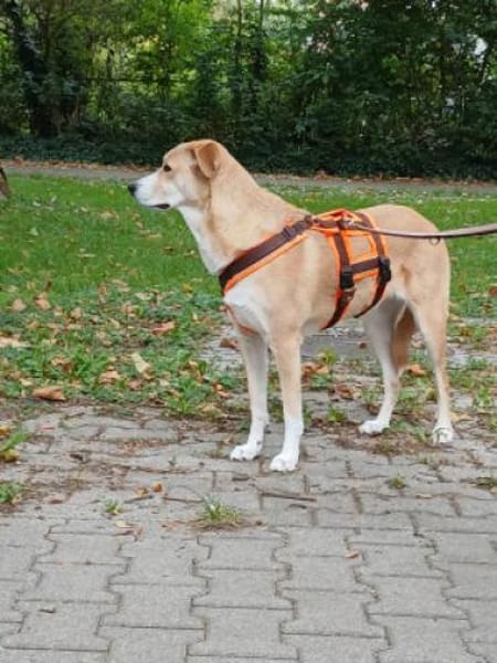 Jas - suche souveräne Partner