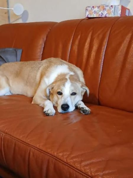 Jas - suche souveräne Partner