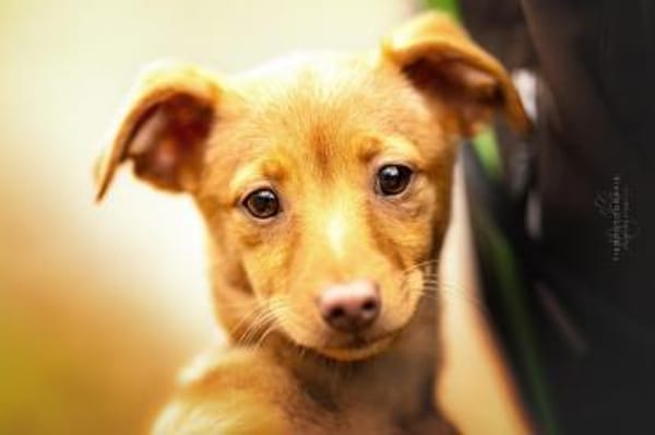 Bica sucht ihr Glück