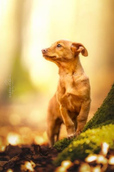 Bica sucht ihr Glück