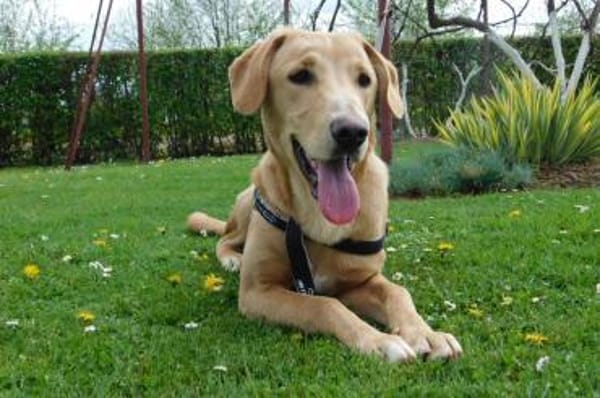 Charlie- wer nimmt sich Zeit für mich?